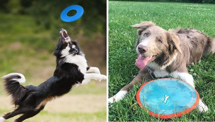Discs for Furry Friends: The Ins and Outs of Dog Frisbees!