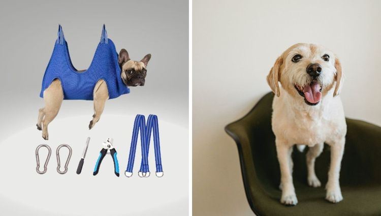 Sit Back and Relax: The Purrfect Hammock for Your Furry Friend's Grooming Needs!