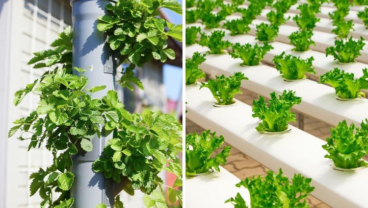 Get Your Greens without the Dirt: The Rise of Hydroponics
