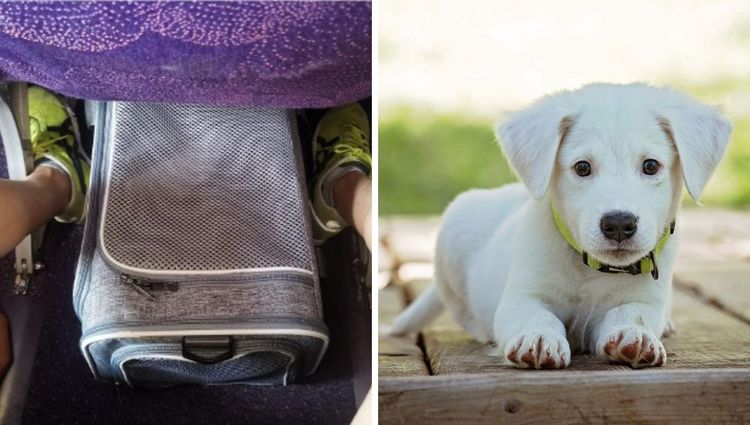 Fold-a-Pet: The Carrier That's Pawsitively Perfect for Travel!