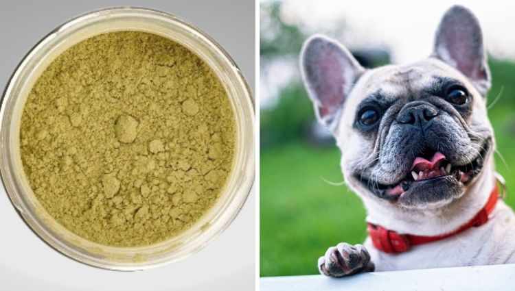 From Ruff to Buff: Going All-Natural with Organic Dog Supplements