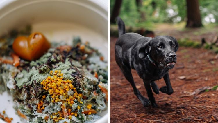 Un-BEE-lievable Benefits: Canadian Organic Bee Pollen For Your Furry Friend!