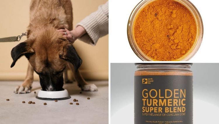 The Wonders of Golden Turmeric Dog Supplements