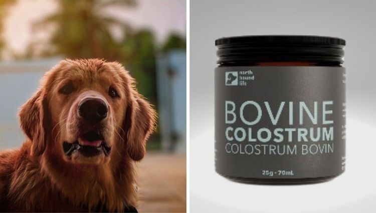 From Moos to Woofs: Why Bovine Colostrum is the New Bark in Town for Dogs
