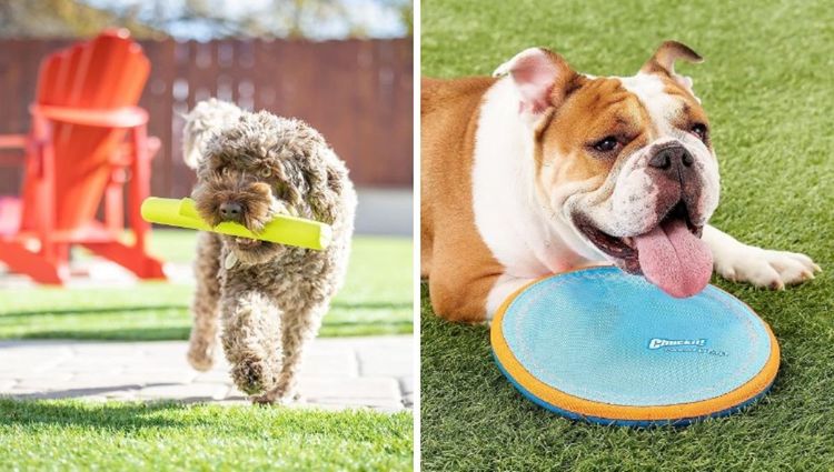 Splashin' Fun: Unleashing the Best Dog Beach Toys for Your Pup