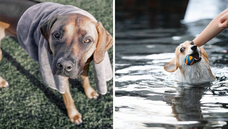 From Soggy Doggy to Fluffy Pup: Dry Your Canine Companion with the Best Dog Towels!
