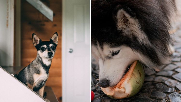 Pawsome Wellness: Why Organic Dog Supplements are the New Best Friend for Your Furry Pal