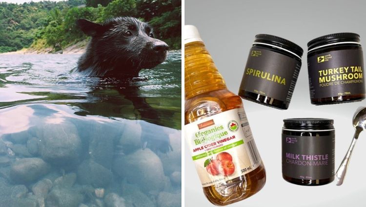Is Your Dog's Summer Swimming Ruining Their Coat? Try These Organic Supplements!