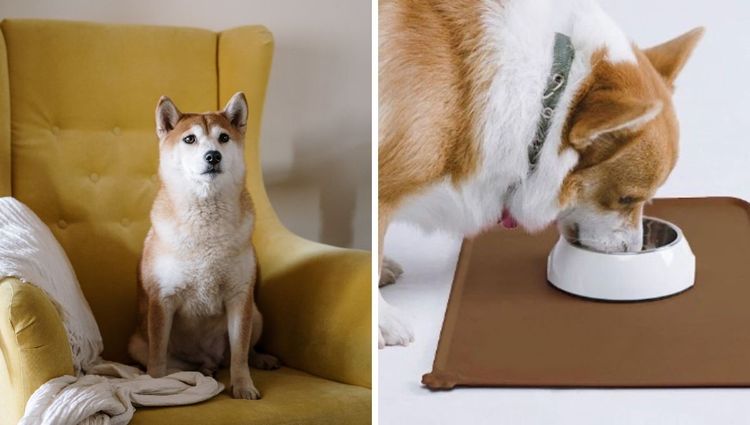 Mealtime Mishaps? Not Anymore! Say Goodbye to Messy Eaters with These Pet Feeding Mats