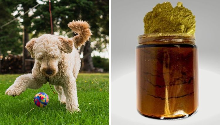 Introducing Mighty Greens: The Perfect Blend for Your Four-Legged Companion