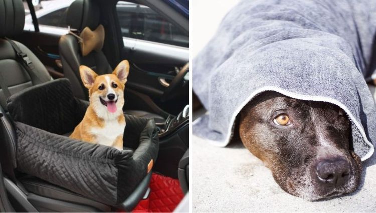 Unleash the Zoomies: Car Beds for Medium Dogs That Drive in Style!