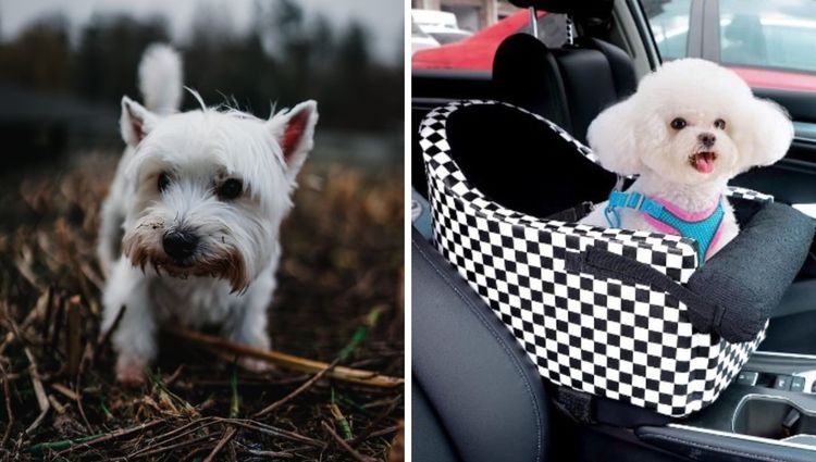 Paws on the Road: The Furrfect Ride for Tiny Tails - Booster Car Seats for Small Dogs!