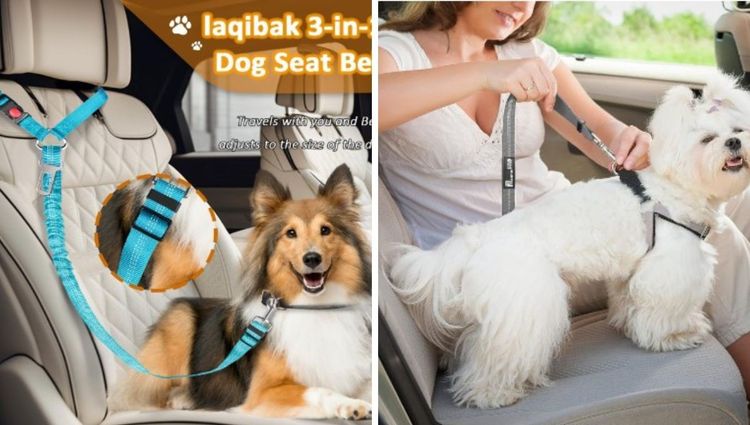 Buckle Up, Pup! The Ruff-tastic Rise of Dog Car Seat Belts!