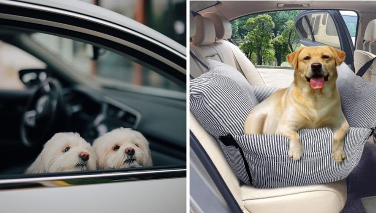 Dog Car Beds: Ensuring Comfort and Safety During Travel