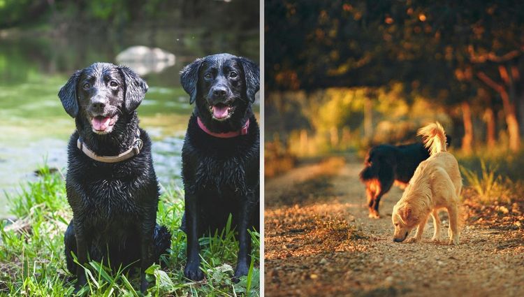 Bark & Track: How Dog Air Tags Keep Your Pup on the Radar