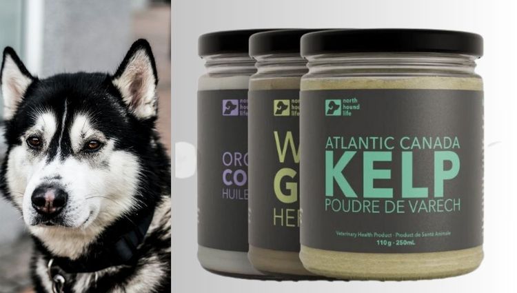 Every Dog Deserves to Have a Soft Coat: Achieve Your Dream with Organic Supplements