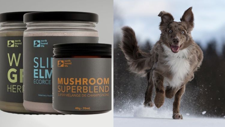 Barklicious Beginnings: Unleash the Power of Organic Dog Supplements with Our Starter Pack!