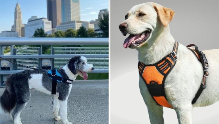 Unleash the Style: Harnessing Big Dog Energy with Pawesome Harnesses!