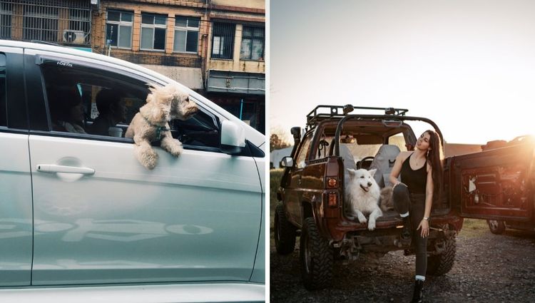 From Fast and Furious to Fast and Fur-ious: The Mystery of Why Dogs Get Carsick!