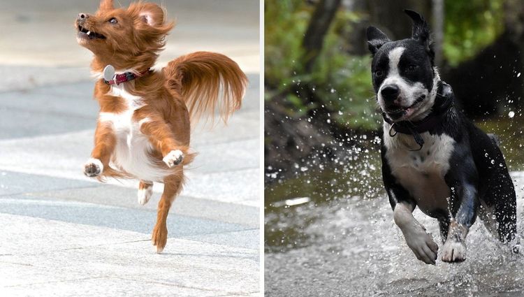 Why Dogs Wag: The Tail of Canine Emotion!