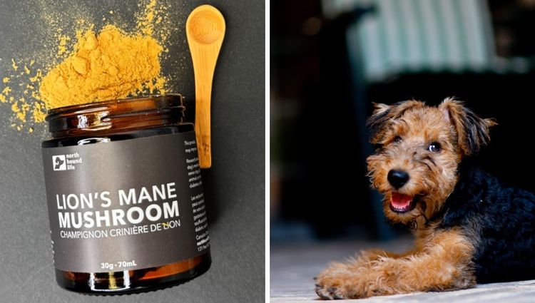 The Magic of Lion's Mane Mushrooms for Dogs: A Natural Health Solution