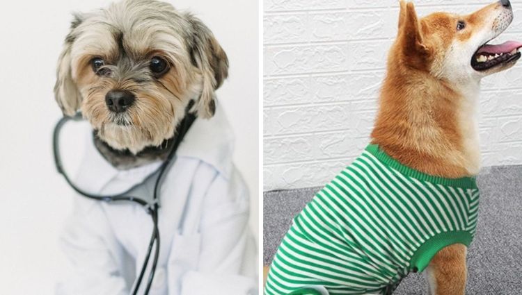 Tailoring Recovery: The Pawesome World of Dog Surgery Suits!