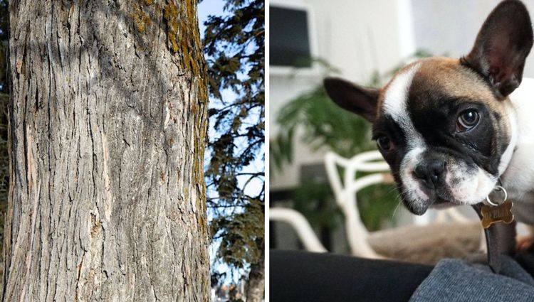The Healing Powers of Slippery Elm Bark for Dogs