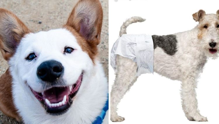 Puppy Pampers: Unleashing the Trend in Canine Couture!