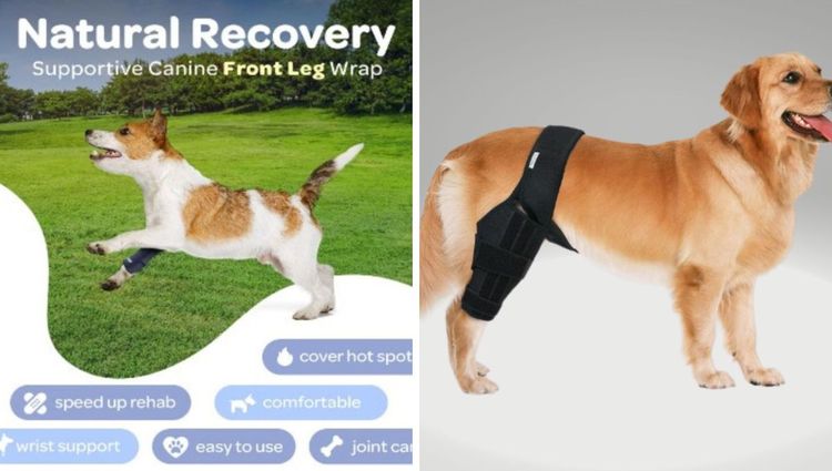 From Ruff to Remarkable: Unleash the Power of Knee Braces for Pawsome Pets!