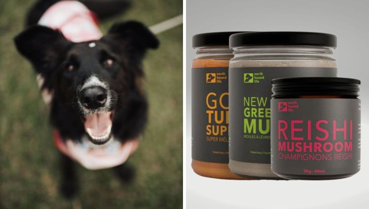 From 'Fungi' to 'Feasts': Unleashing the Golden Trio of Reishi Mushrooms, New Zealand Green-Lipped Mussels, and Golden Turmeric for Pawsome Pups!