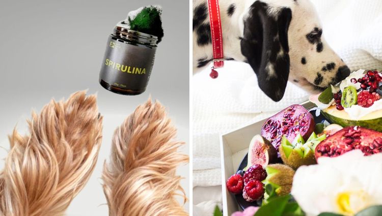 Unleash the Power of Green: Spirulina, the Superfood Tailored for Paws!