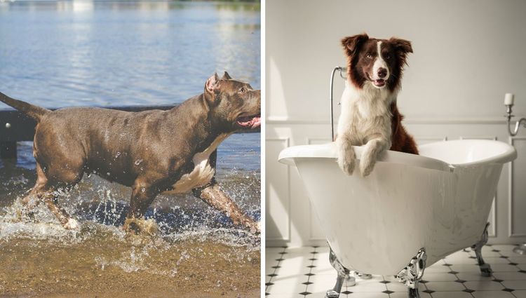 Scrub-a-Dub-Pup: The Top Dog Bathtubs for a Pampered Pooch!