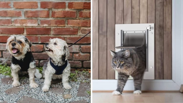 Pawsome Portals for Petite Pooches: Unlocking the World of Dog Doors for Small Dogs