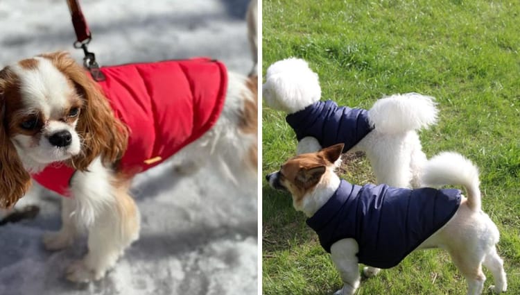 Dog Coats That Will Make Your Pooch the Envy of the Park