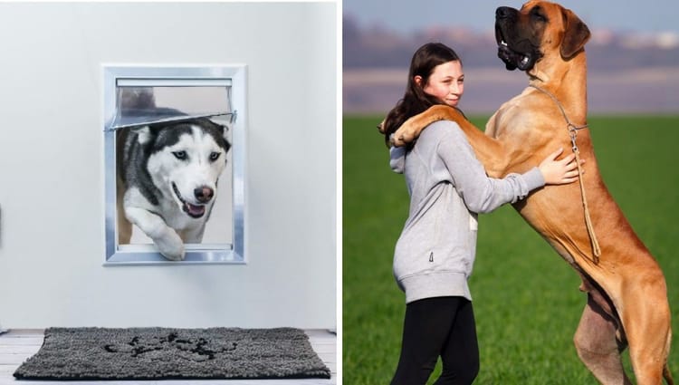 Paws-itively Grand: Unleashing the Best Dog Doors for Large Breeds!