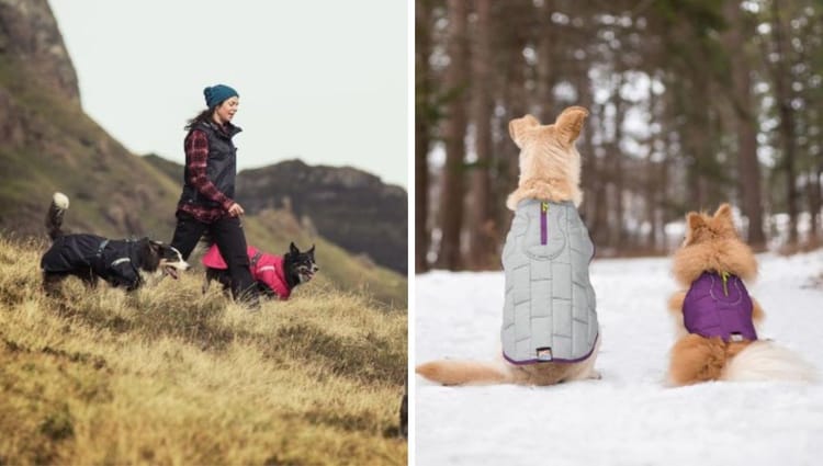 9 Snug and Stylish Dog Coats That Will Make Your Small Pooch the Talk of the Town!