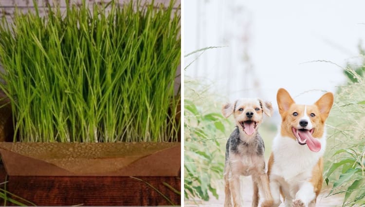 The Health Benefits of Barley Grass For Dogs