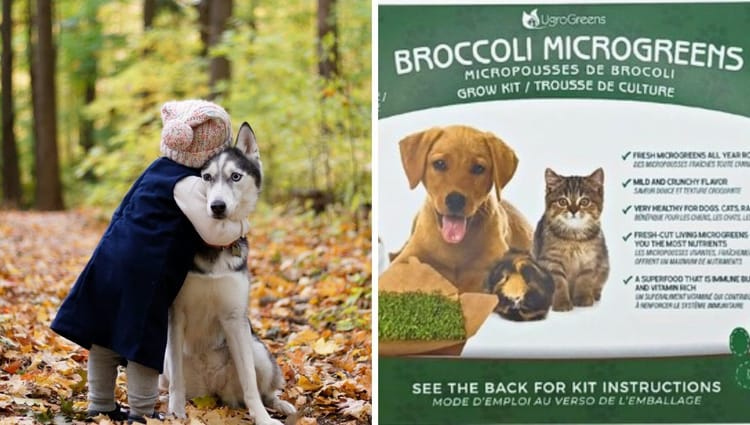 Pawsitively Green: Unleashing the Bark-tastic Health Benefits of Broccoli Microgreens for Your Canine Companion!