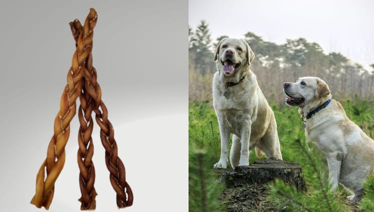 Are Bully Sticks Good For Dogs? Unwrapping the Chewy Debate