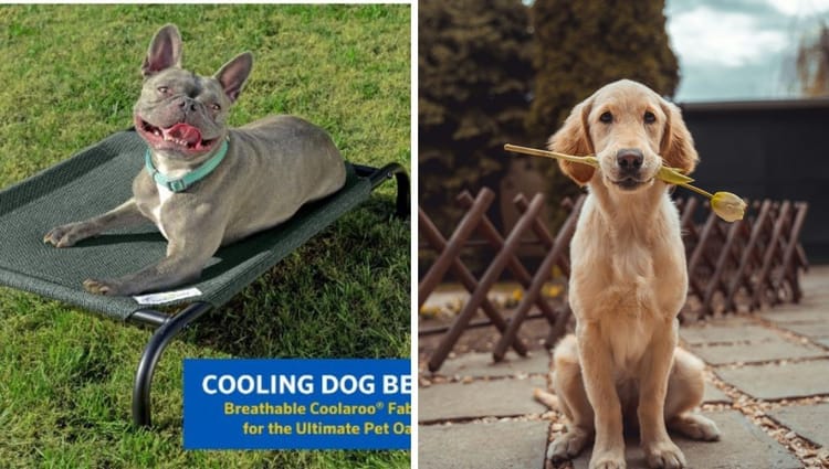 Elevated Dog Beds For Large Dogs: The Ultimate Comfort for Your Canine Companion