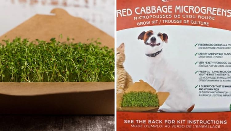 Unlocking the Health Secrets of Red Cabbage Microgreens for Your Canine Companion