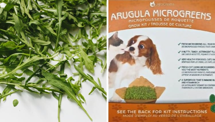 Pawsitively Peppy: Arugula Microgreens Unleashing Tail-Wagging Health for Your Canine Companion!