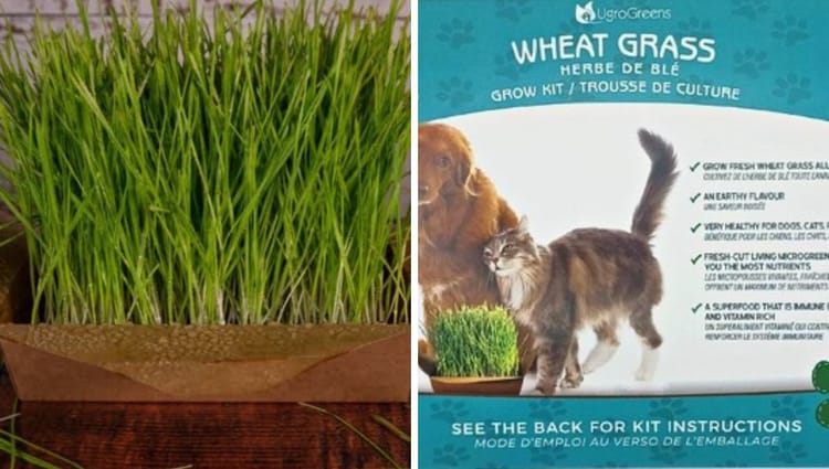Pawsitively Green: Unleashing the Tail-Wagging Health Benefits of Wheatgrass for Your Furry Friend!