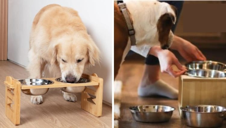 Pawsitively Elevated: Amazon's Top Picks for Chic Canine Dining with The Best Wood Dog Bowls in Town!