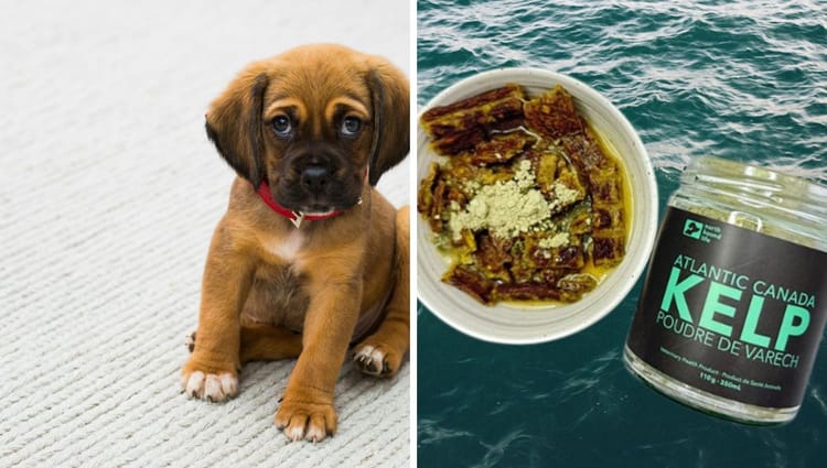 10 Reasons Why North Hound Life Atlantic Canada Kelp Will Have Your Dog Wagging for More!