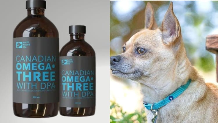 5 Paw-fect Valentine's Gifts That Will Make Your Dog's Tail Wag With Love!