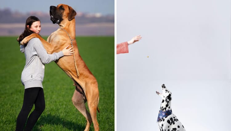 Best Dog Training Equipment: Your Ultimate Guide
