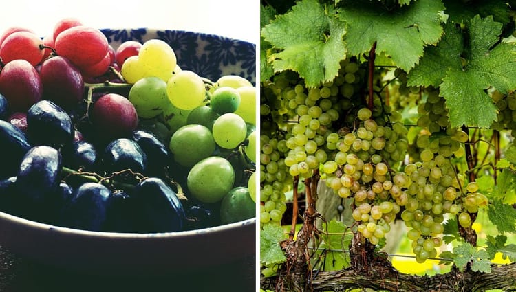 Can Dogs Eat Grapes? Uncovering the Truth Behind the Treat