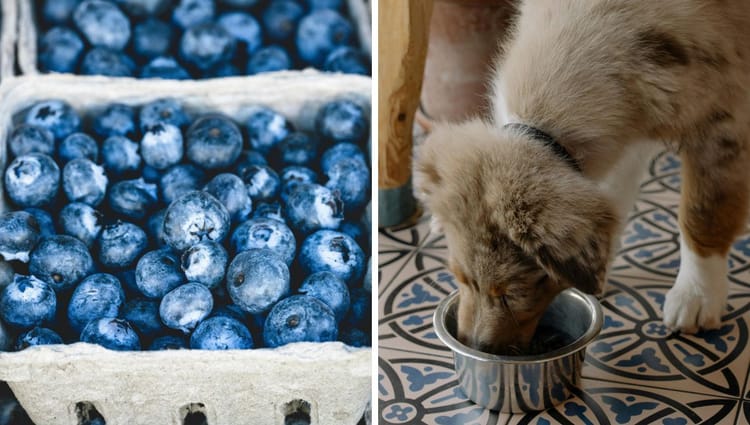 Bark 'n' Berries: Unleashing the Wellness Wonders of Organic Blueberries for Your Pawsitively Healthy Pup!