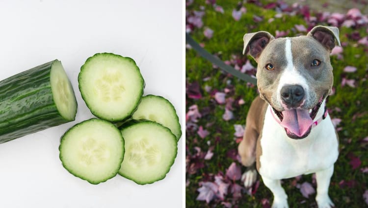 Cucumbers and Canines: A Crunchy Comedy of Startling Surprises!